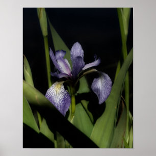 Poster Drapeau bleu Iris Fleur