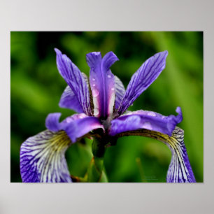 Poster Drapeau bleu Iris Raindrops Floral