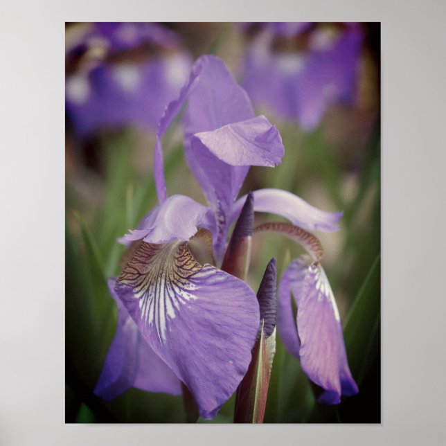 Poster Drapeau bleu violet Iris Fleur (Devant)