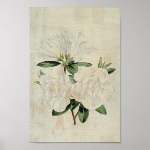 Poster Drapeau botanique vintage de Truce Azalea