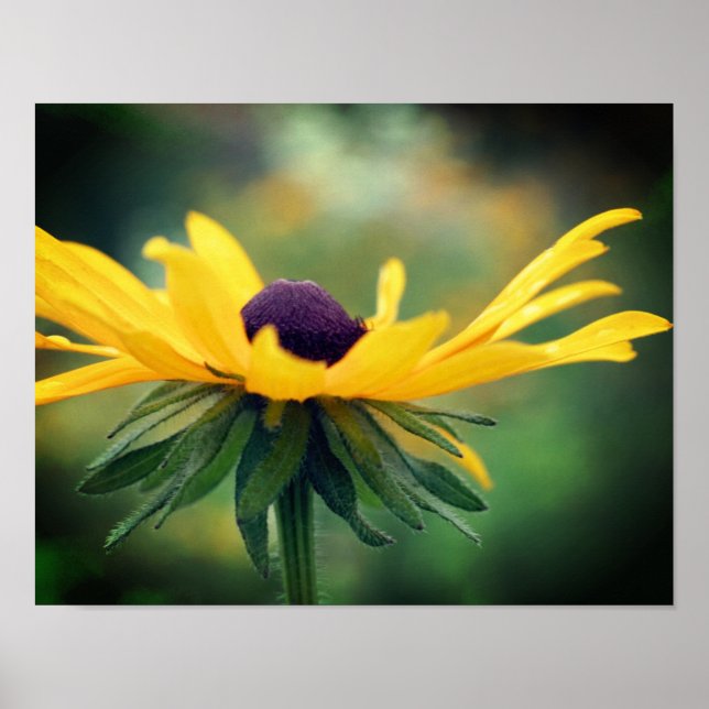 Poster Dreamy Black Eyed Susan Daisy Flower (Devant)