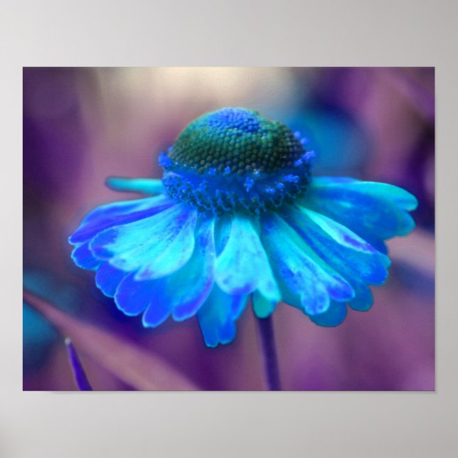 Poster Dreamy Blue Zinnia Abstrait Flower Art (Devant)