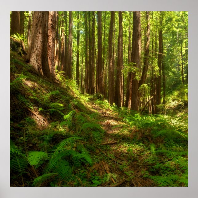 Poster Dreamy California Redwoods (Devant)