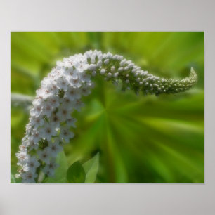 Poster Dreamy Curling Fleur sauvage blanc