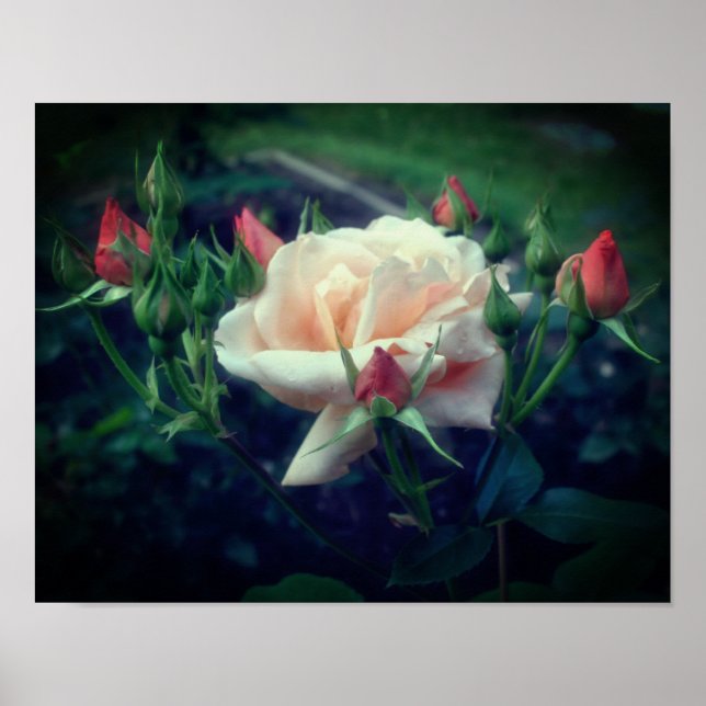 Poster Dreamy Peach Rose Et Buds (Devant)