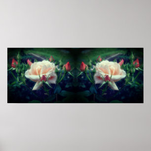Poster Dreamy Peach Rose Et Buds Mirror Abstrait