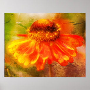 Poster Dreamy Zinnia Flower Distressed Art