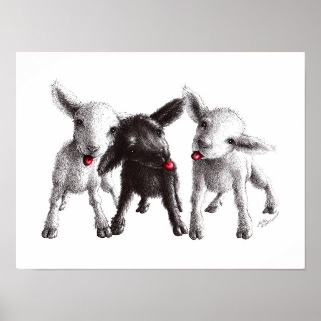 Poster Drei lustige freche Schafe (Devant)