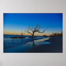 Driftwood Beach Jekyll Island Géorgie USA USA