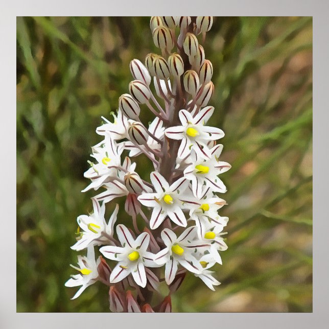 Poster Drimia Maritima Ou L'Oignon Île (Devant)