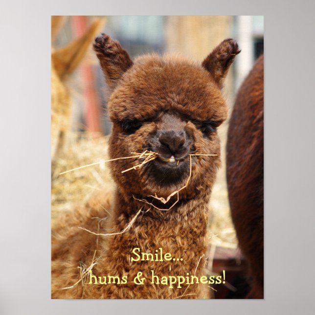 Poster drôle Alpaca (Devant)