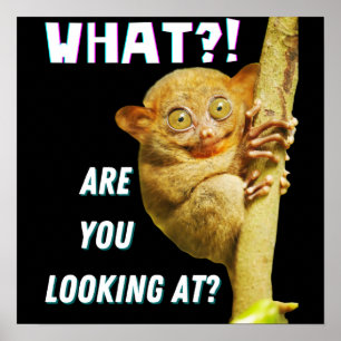 Poster Drôle Big Eyed Tarsier Ce que vous regardez