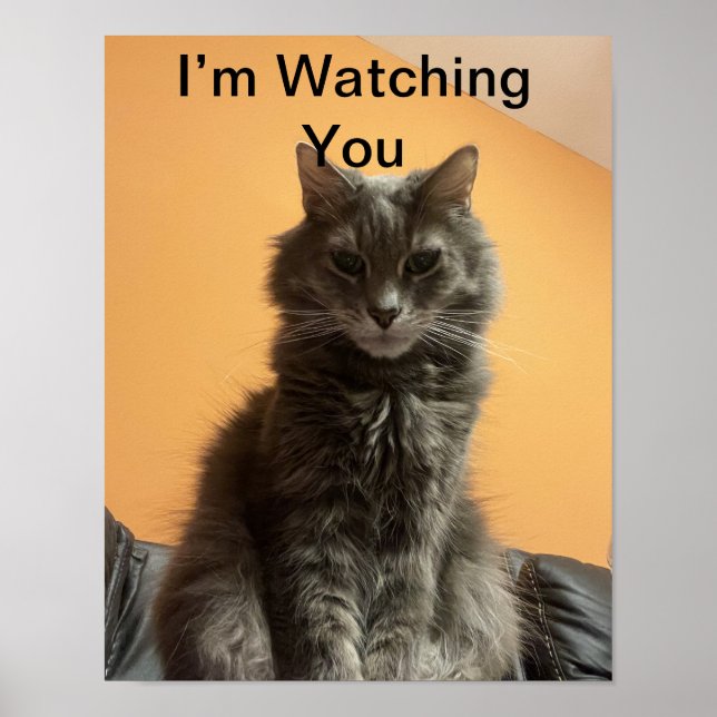 Poster drôle de chat (Devant)