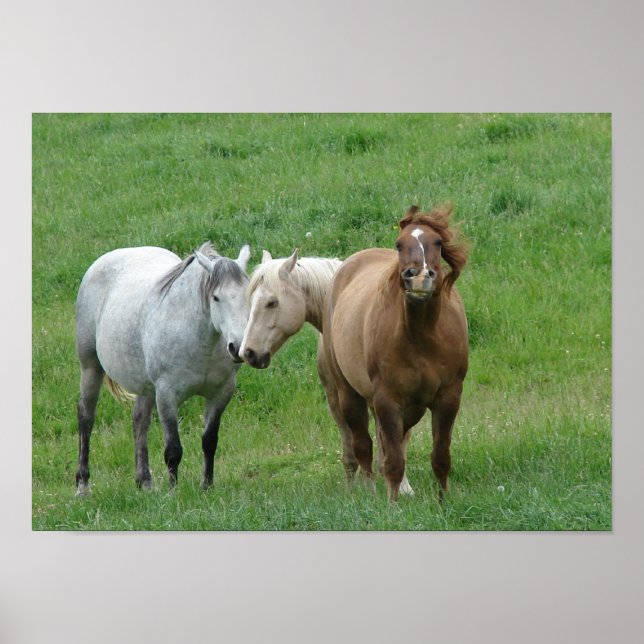 Poster drôle de chevaux (Devant)