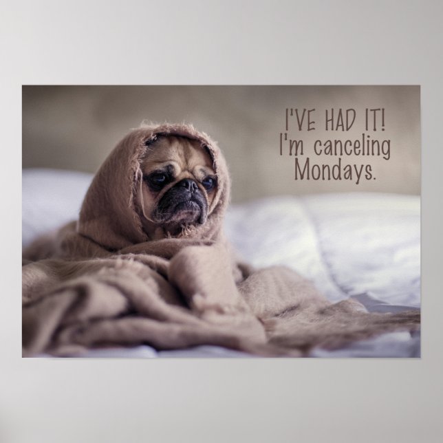 Poster drôle de chien (Devant)