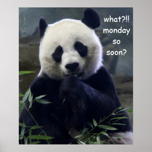 Poster Drôle De Panda, Lundi Alors Bientôt ?