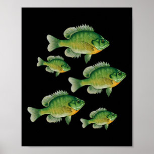 Poster Drôle de pêche de crapet arlequin en eau douce
