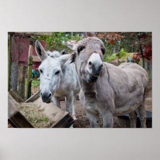Poster drôle Donkey