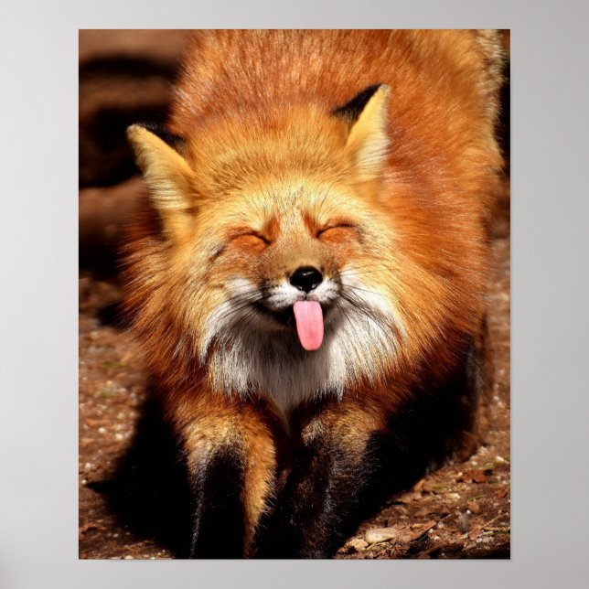 Poster Drôle Fox Sticking It's Tongue Out (Devant)