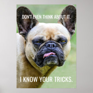 Poster Drôle Grumpy French Bulldog Je Connais Vos Trucs