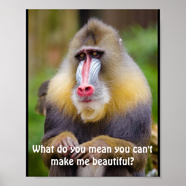 Poster Drôle Mandrill Stylistes (Devant)