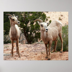 Poster Drôle Mouton de Bighorn dans le parc national Zion
