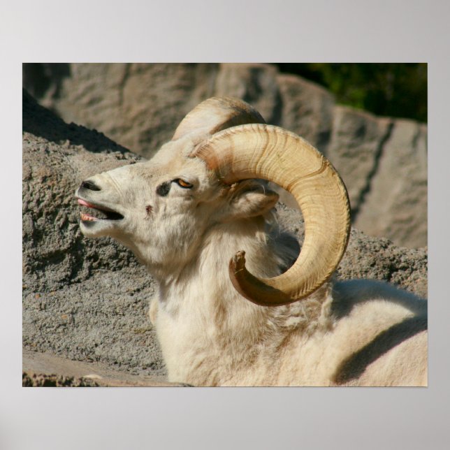 Poster Drôle rire Mouton ou Bighorn Ram (Devant)