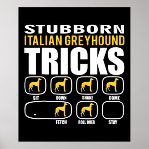 Poster drôle têtu italien greyhound tricks