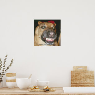 Poster Drôle visage GSD Chien ne se nourrit pas après min