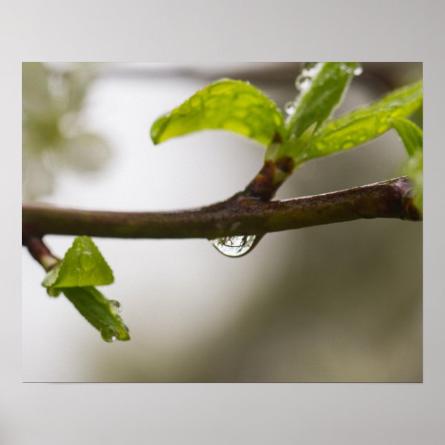 Poster Droplet de pluie (Matte) (Devant)