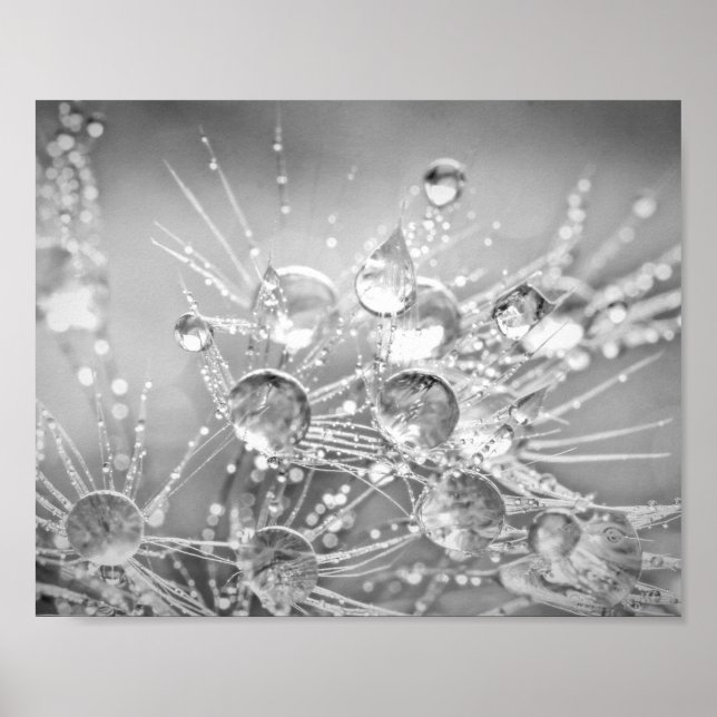 Poster Droplets d'eau sur le bouchon de Dandelion (Devant)