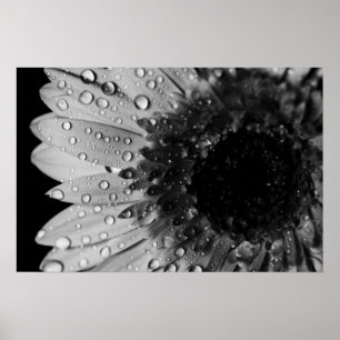 Poster Droplets marguerriers (noir et blanc)