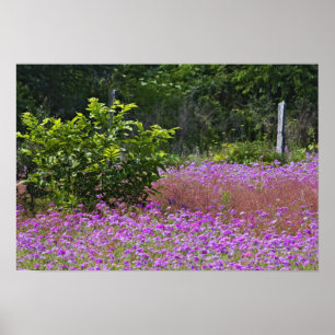 Poster Drummond Phlox, Phlox drummondi, Hilton Head