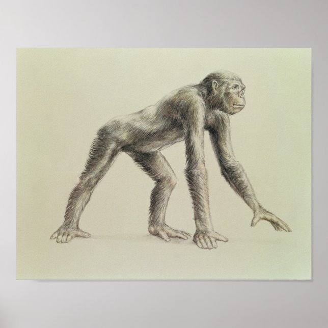 Poster Dryopithecus Africanus (Devant)