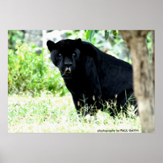 Poster DSC_0235, photo de PAUL GAVIN