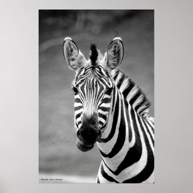 POSTER DSC_8249, Zebra Smile (Front)