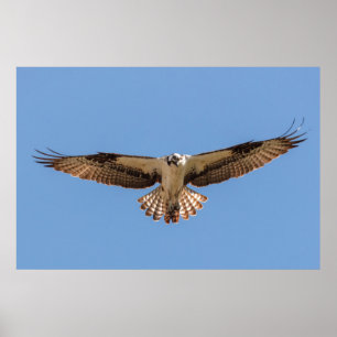 Poster du balbuzard pêcheur