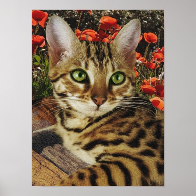 Poster du Bengale (Devant)