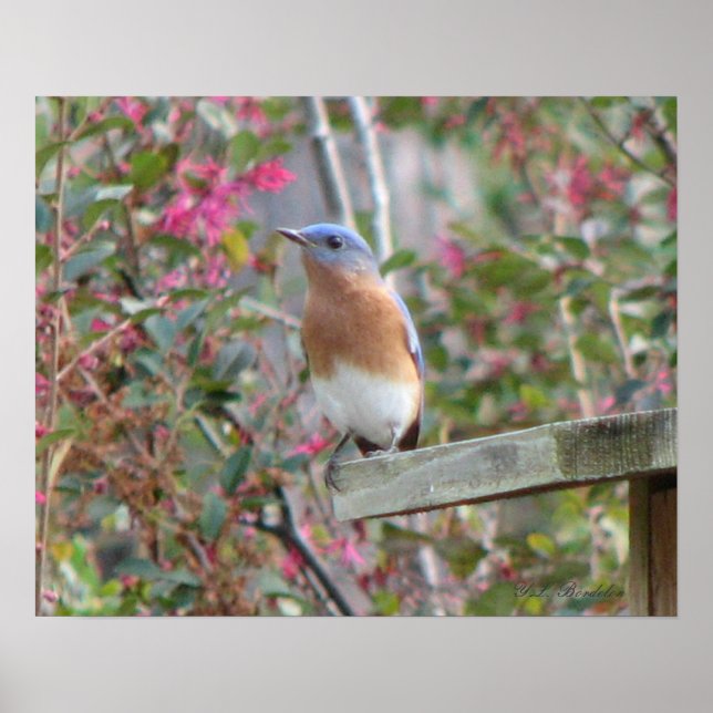 Poster du Bluebird de printemps (Devant)
