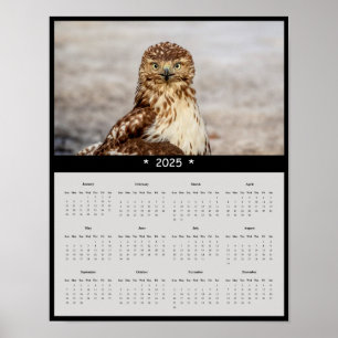 Poster du calendrier du mur de faucon à queue roug