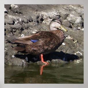 Poster du canard Mallard