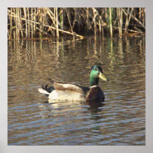 Poster du canard Mallard