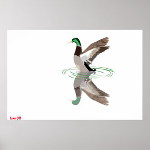 Poster du canard Mallard