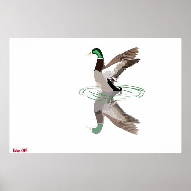 Poster du canard Mallard (Devant)