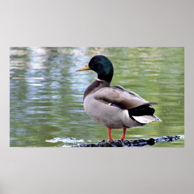 Poster du canard Mallard (Devant)
