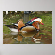 Poster du canard mandarin