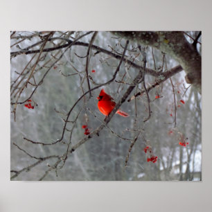 Poster du cardinal