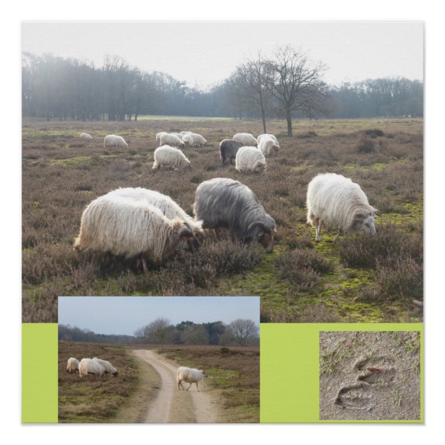 Poster du Carré Sheep On Heathland (Devant)