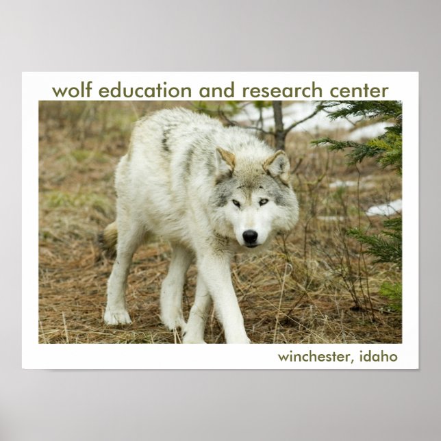 Poster du Centre Wolf (Devant)