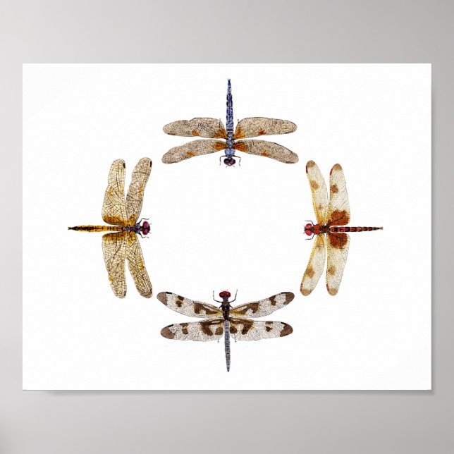 Poster du Cercle des libellules III (Devant)